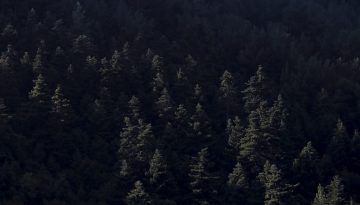 Τα έλατα της Πελοποννήσου πεθαίνουν σιωπηλά: Η κλιματική αλλαγή απειλεί τα ελληνικά δάση