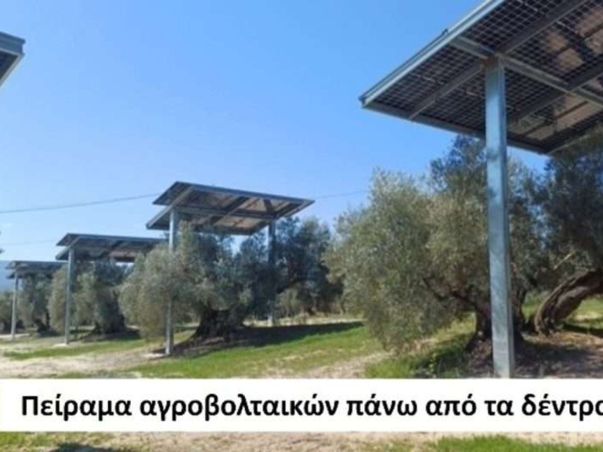 Προσπάθειες εγκατάστασης αγροβολταϊκών σε ελαιώνες στην Ισπανία • Θεσσαλική Γη • Τα Αγροτικά Νέα της Θεσσαλίας