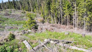 Αποψίλωση προς όφελος ιδιωτών: Παράνομες υλοτομήσεις στα σύνορα με τις ευλογίες του Στρατού