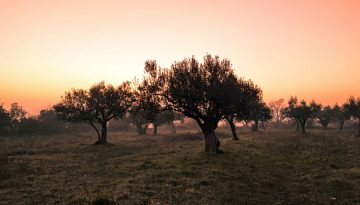 Η κλιματική αλλαγή «σπρώxνει» τις ελαιοκαλλιέργειες της Μεσογείου στα βόρεια – Οι κερδισμένες χώρες- Τι θα συμβεί με την Ελλάδα | in.gr