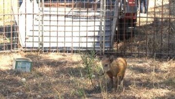 Οι αγριόχοιροι που αναστάτωσαν τα Σύβοτα