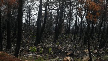 Γεράνεια Όρη: Αναδάσωση με… δεκάδες ανεμογεννήτριες 205 μέτρων