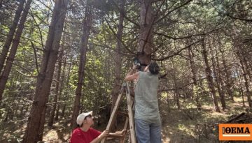 Όταν τα δέντρα… μιλούν: Τι μπορούν να αποκαλύψουν για την υγεία τους στοιχεία όπως η ροή των χυμών τους