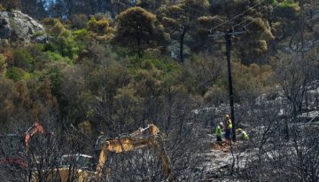 Ποια είναι τα δέντρα που μπορούν να γίνουν «ασπίδα» για το σπίτι σας απέναντι στις πυρκαγιές