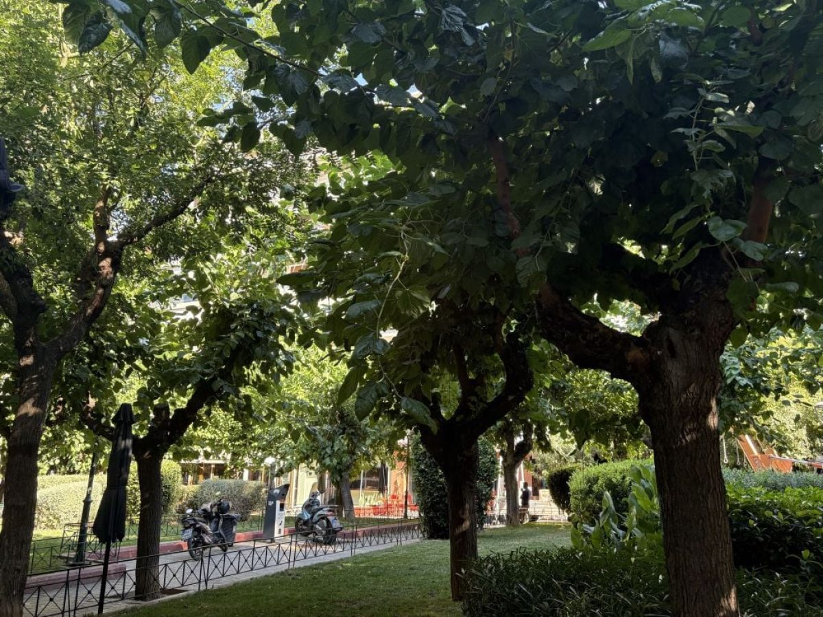 Δήμος Αθηναίων: Το πράσινο της πόλης σε πρόγραμμα προστασίας
