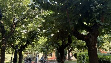 Δήμος Αθηναίων: Το πράσινο της πόλης σε πρόγραμμα προστασίας