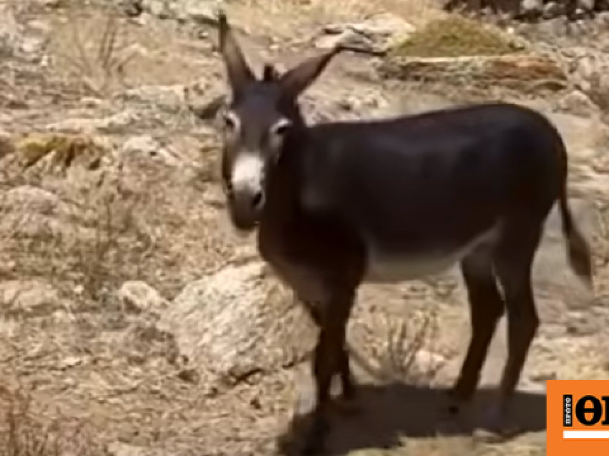 Άφησαν δεμένο γαϊδουράκι σε οικόπεδο στη Μύκονο, δείτε το βίντεο