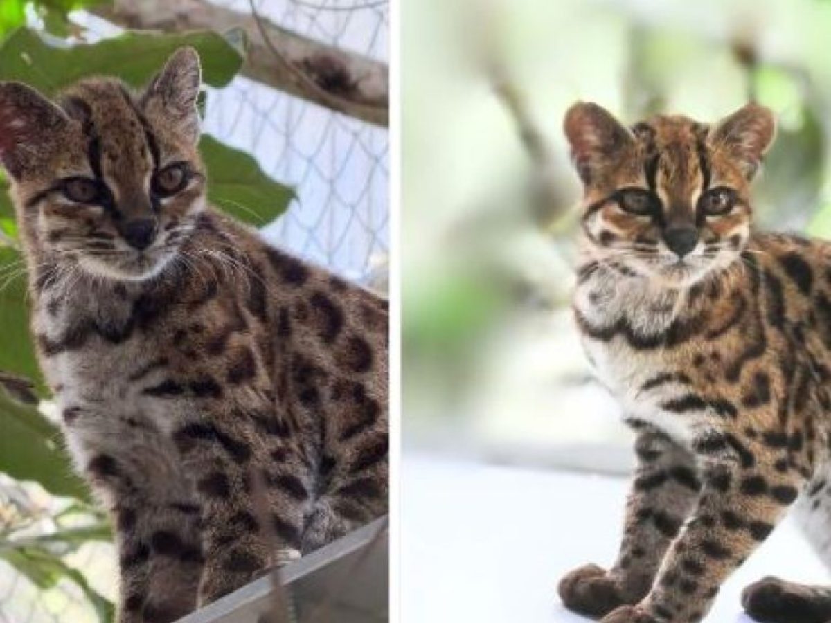 Leopardus tilcayo: Το νέο είδος αγριόγατας που έκρυβαν τα δάση της Βολιβίας