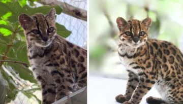 Leopardus tilcayo: Το νέο είδος αγριόγατας που έκρυβαν τα δάση της Βολιβίας