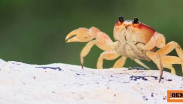Για πρώτη φορά καταγράφηκε στην Ελλάδα το ξενικό καβούρι Liomera rugipes από τον Ινδικό Ωκεανό