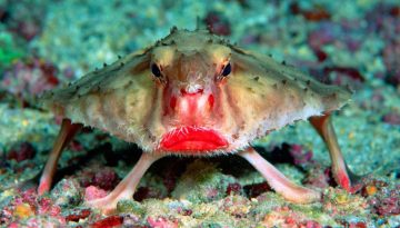 Red-lipped batfish: Το παράξενο ψάρι με τα κόκκινα χείλη