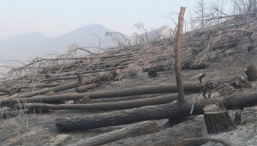 Κρίνεται στο ΣτΕ η εγκατάσταση ανεμογεννητριών σε καμένες, αναδασωτέες εκτάσεις – Όλο το χρονικό της υπόθεσης