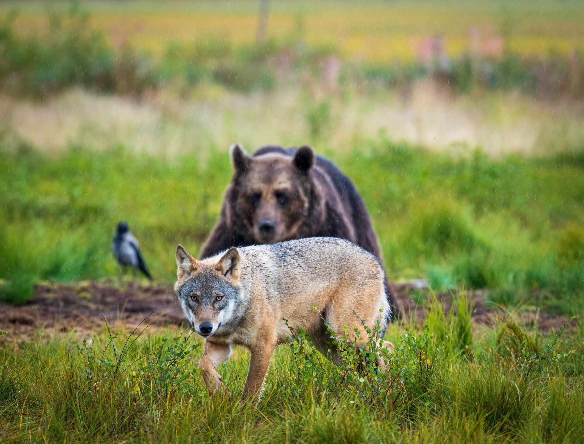 lykos-arkouda-arxeiou-shutterstock