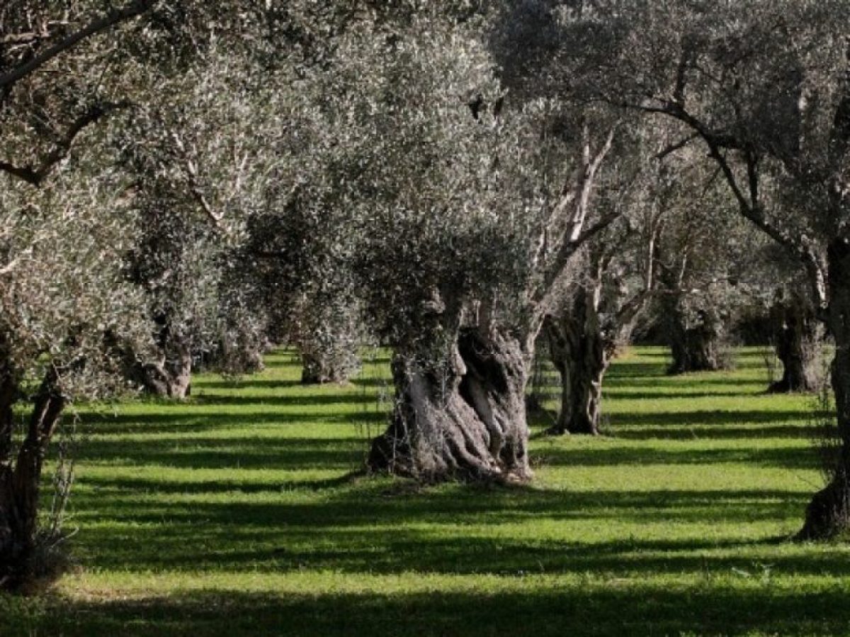 Γιαννιτσά: Μαθητές μετατρέπουν πάρκο σε ελαιώνα